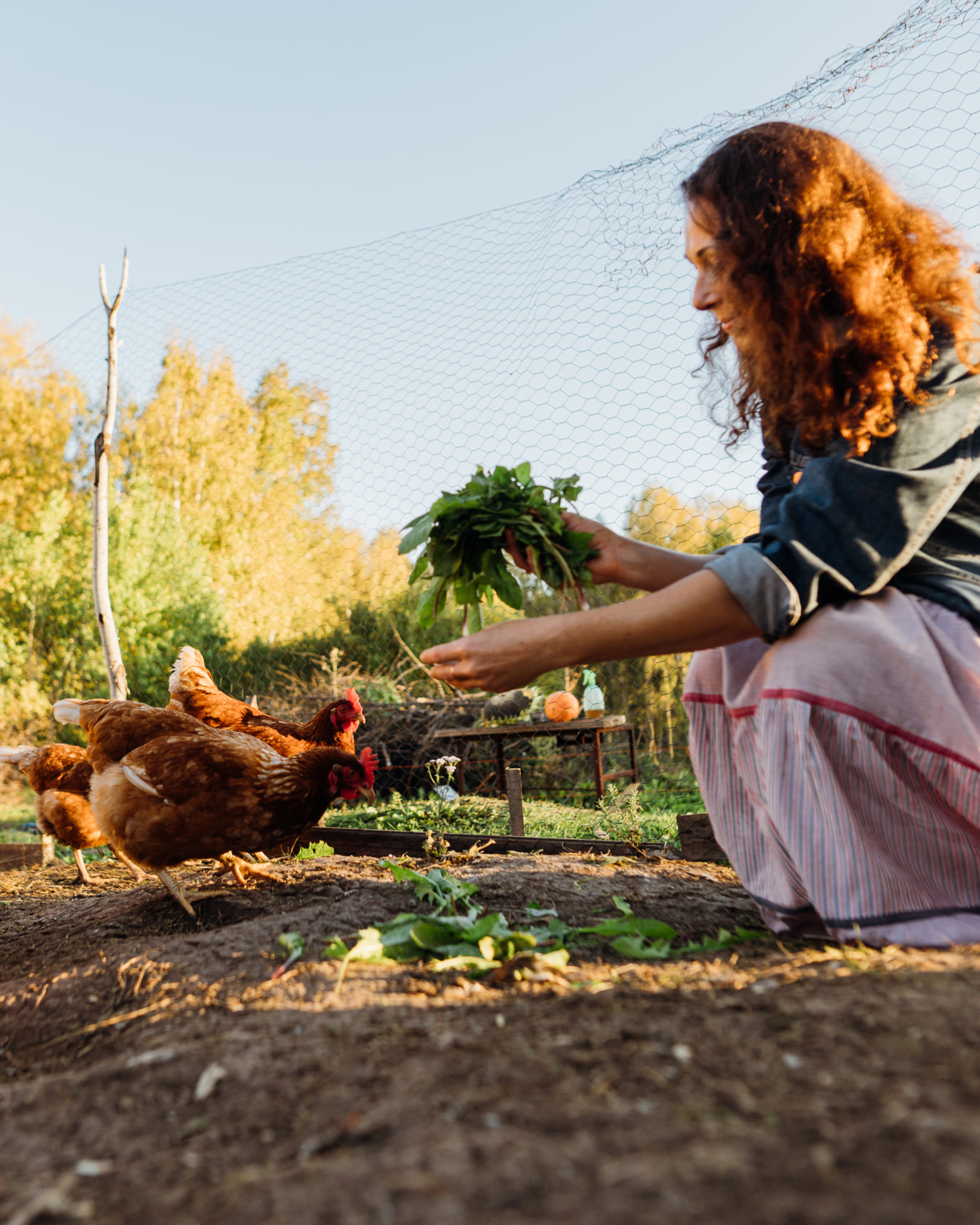 Frau füttert glückliche braune Hühner im Garten mit frischem Grünfutter, HENOLA Marken-Emotion.